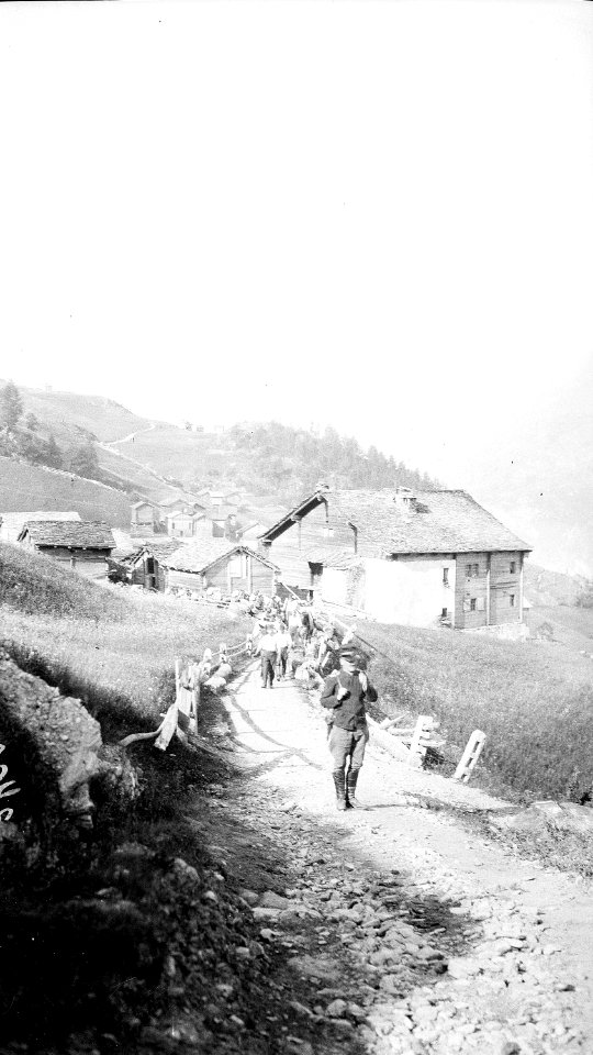 Maultierkolonne beim Aufstieg auf Gebirgspfad - CH-BAR - 3237165