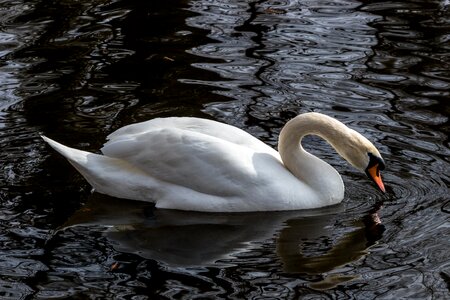 Swan lake animal world