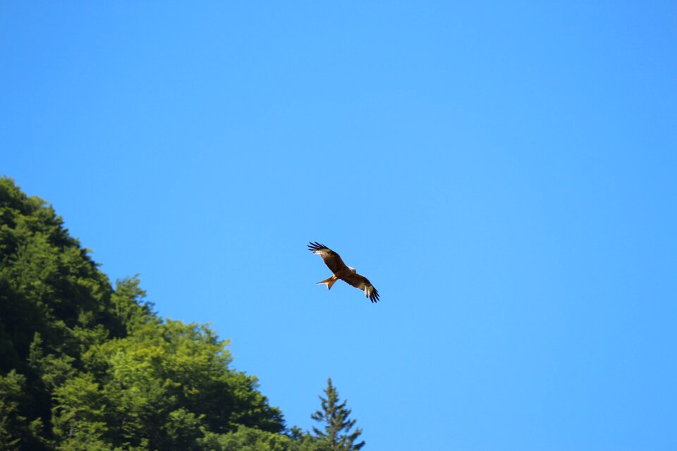 Birds raptors milan royal