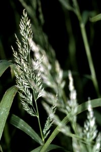 Muhlenbergia racemosa NRCS-1