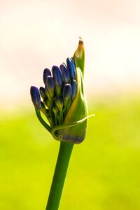 Agapanthus summer plant