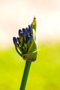 Agapanthus summer plant photo