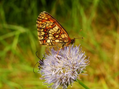 Summer plant animals