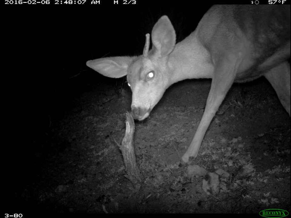 Mule Deer (Odocoileus hemionus) (25143864922)