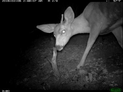 Mule Deer (Odocoileus hemionus) (25143864922)
