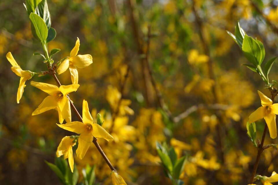 Yellow plants landscape
