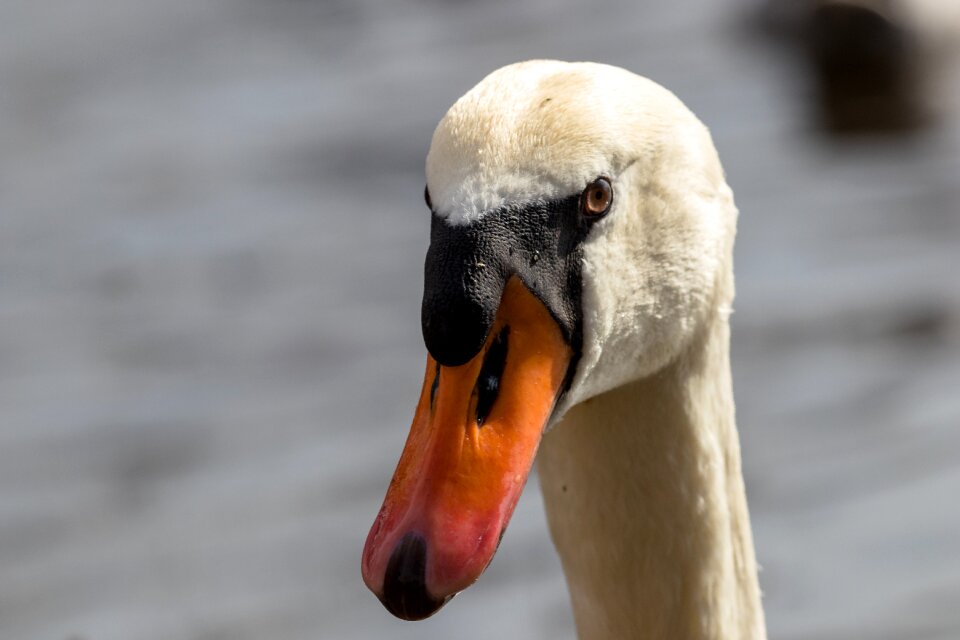 Waters swan water bird