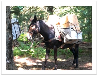 Mules loaded and ready to haul (40442355981)