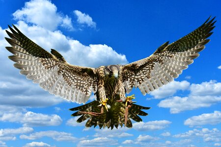 Access raptor wild animal
