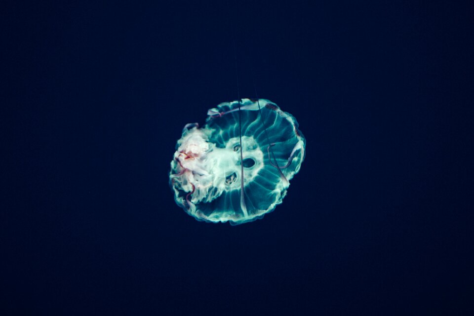 Ocean underwater blue