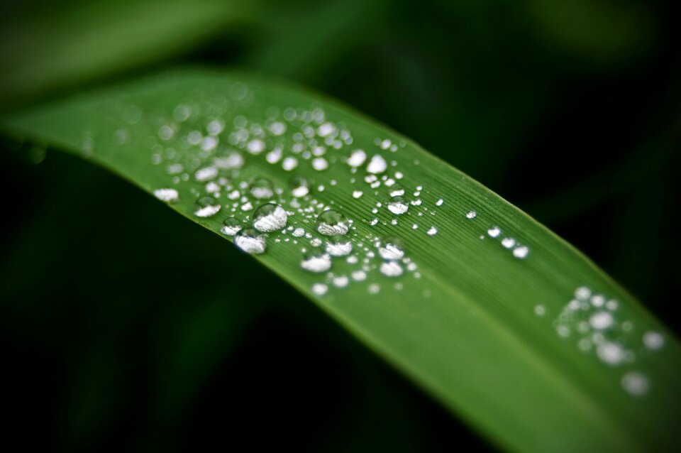 Pearl plant the freshness