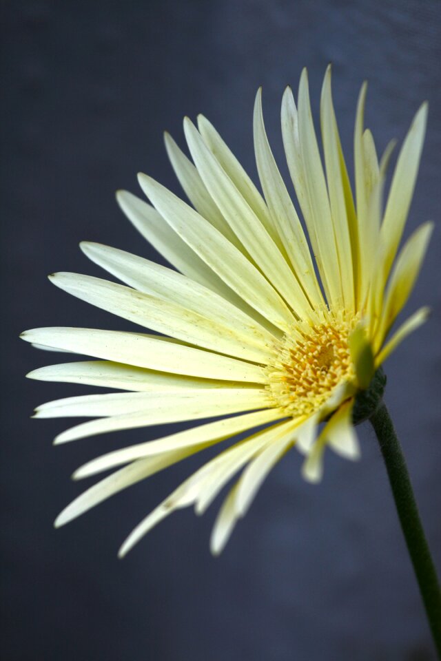 Yellow cream bloom