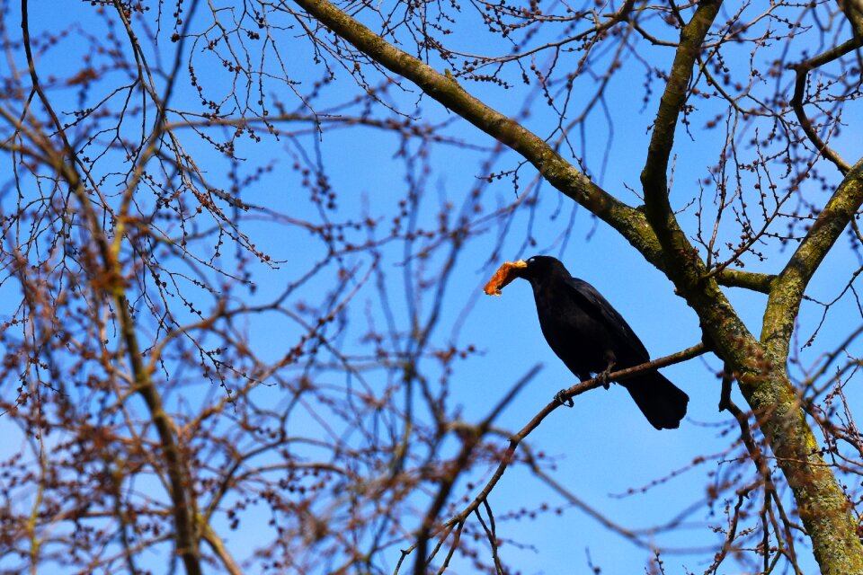 Corvid wildlife sitting