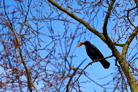 Corvid wildlife sitting