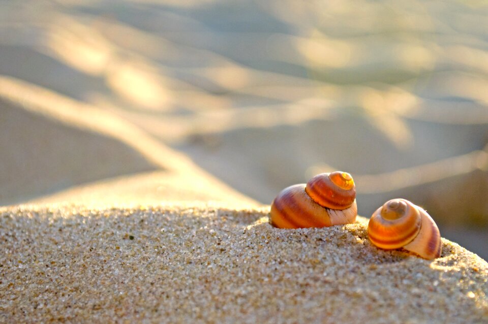 Seashell snail the sun