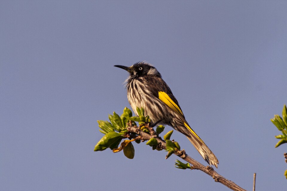 Wildlife native new holland honey eater