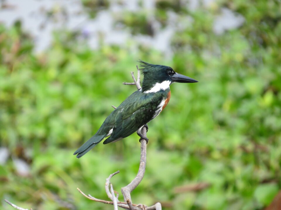 Outdoors animal venezuela