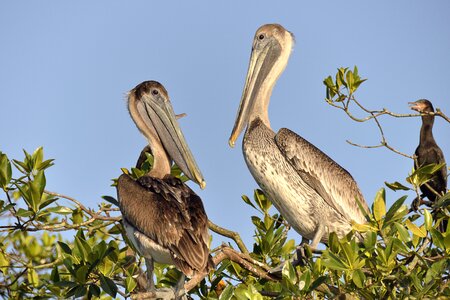Bird nature animal world