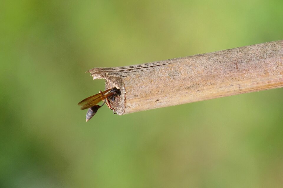 Insect macro wasp nature