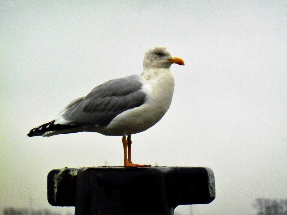 Animal nature water bird