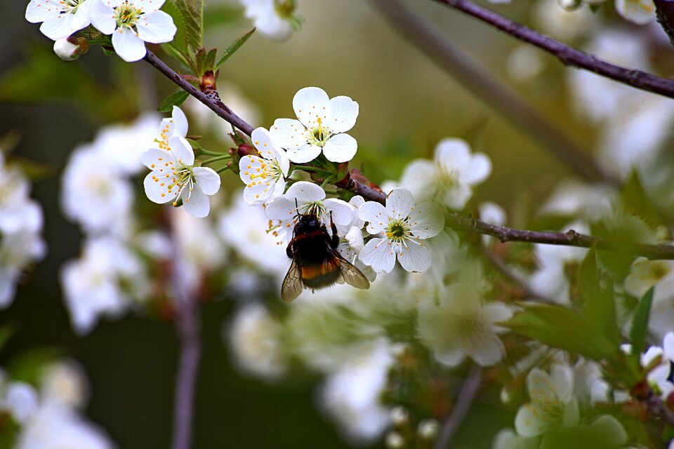 Cherry insect blooming