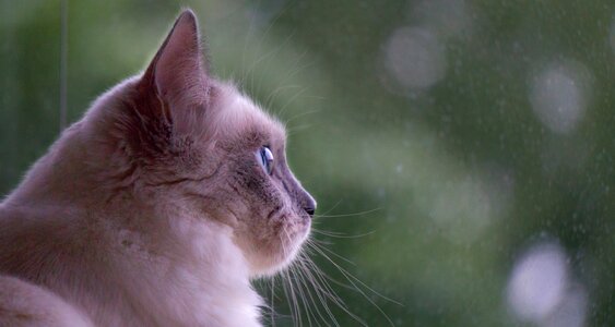 Ragdoll kitten sweet