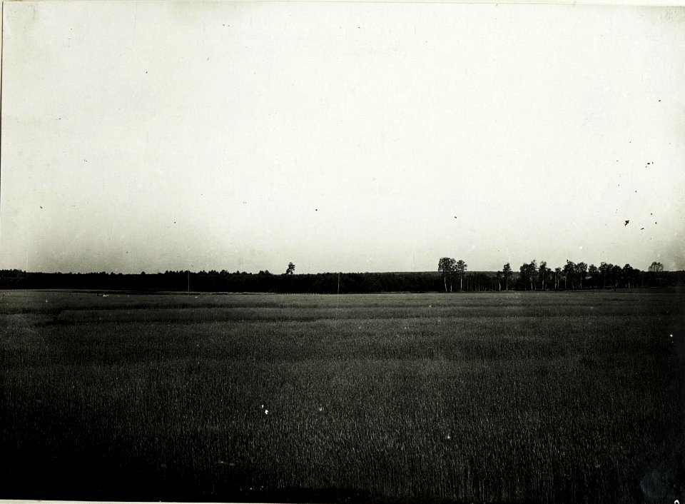 Panorama, Blick von der russischen Front auf eigene Stellungen bei Prusicka. (BildID 15589225)