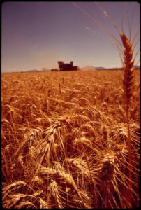 Palo-verde-valley-wheatfield-borders-on-the-colorado-river-may-1973 7136319417 o