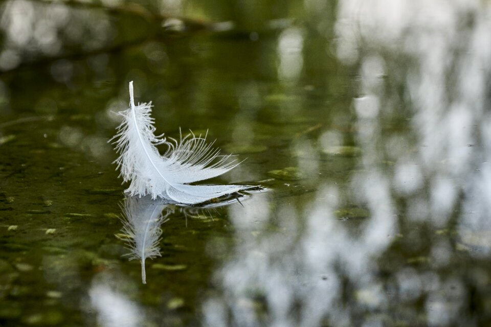 Color feather green
