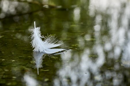 Color feather green