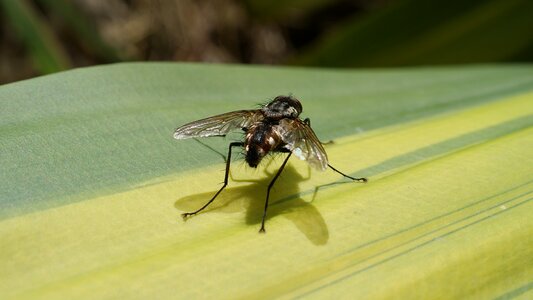 Insect macro fly nature