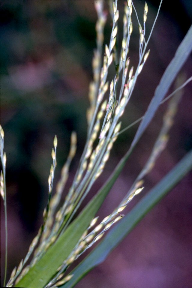 Panicum dichotomiflorum NRCS-003