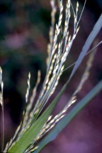 Panicum dichotomiflorum NRCS-003