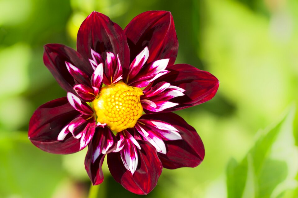 Flower dahlia garden dahlia flower