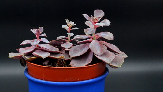 Plant growth trinity