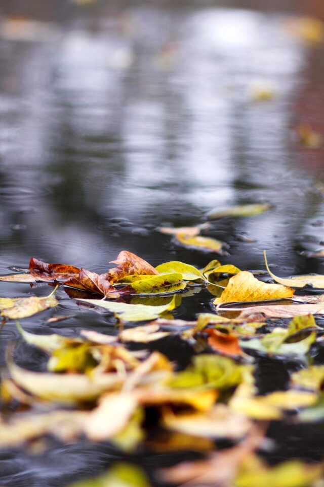 Listopad rain reflection photo