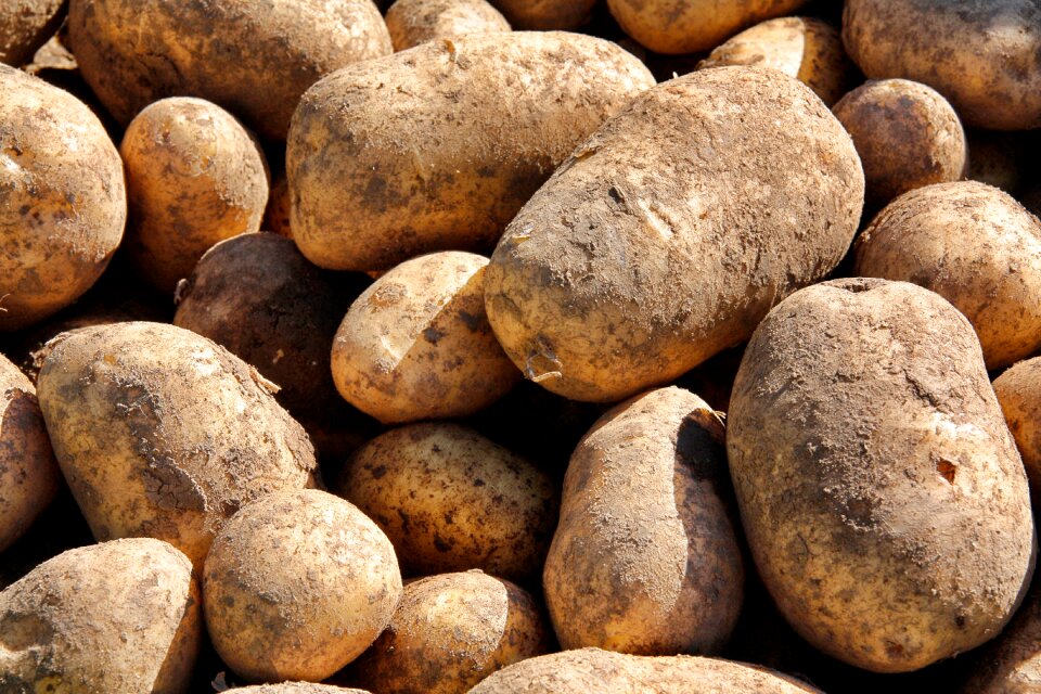 Potato batch healthy