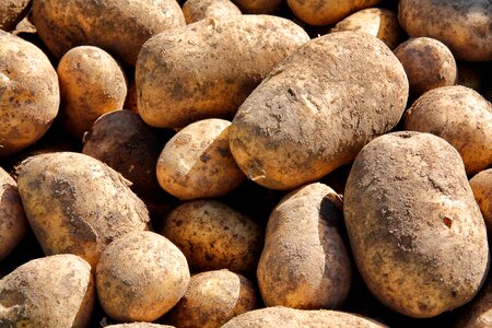 Potato batch healthy
