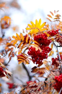 Leaves mountain ash clusters of rowan nature photo