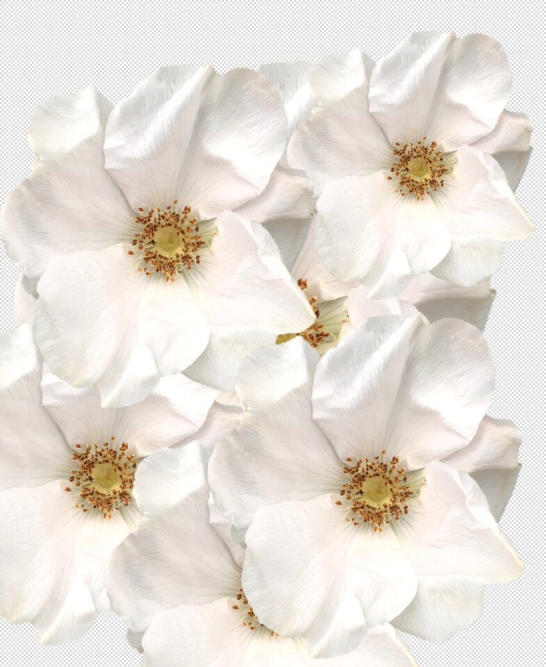 Yorkshire roses white