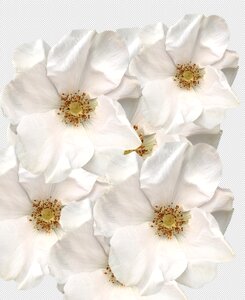 Yorkshire roses white