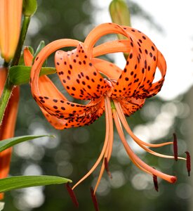 Tiger lily lily flower photo