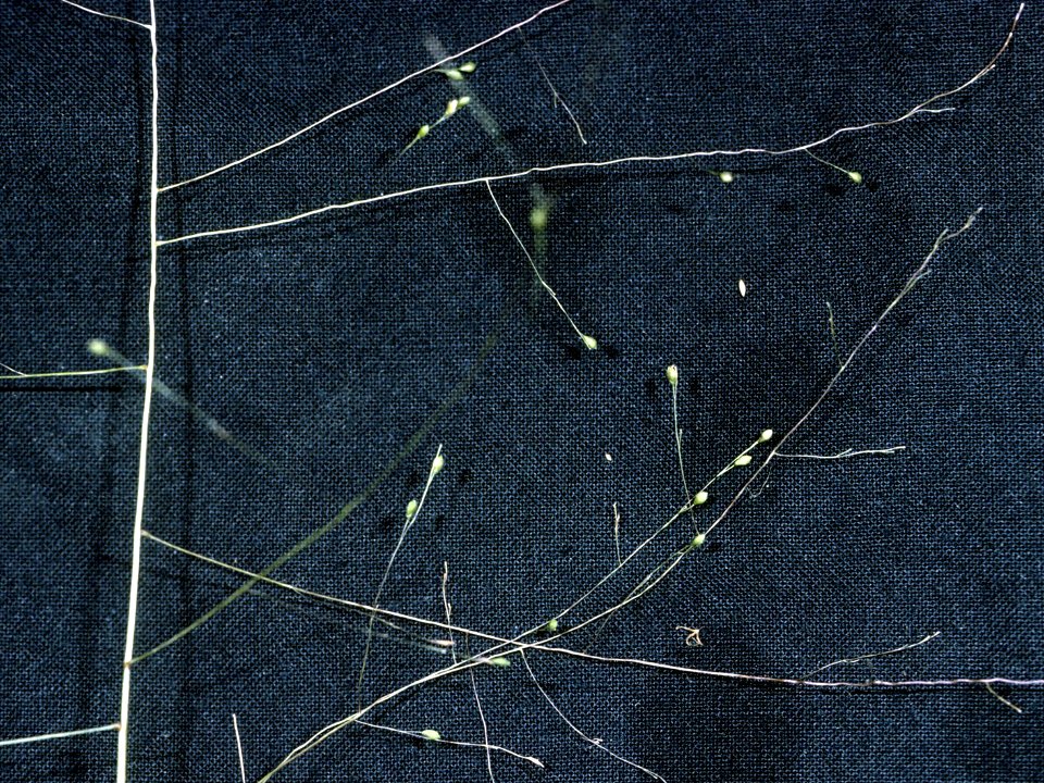 Panicum verrucosum NRCS-002 4x3