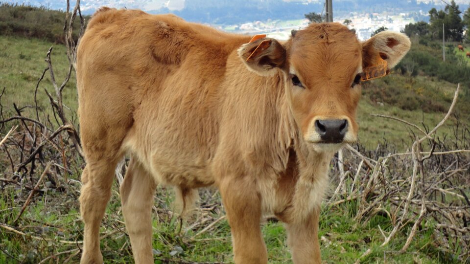 Landscape mountains cows photo