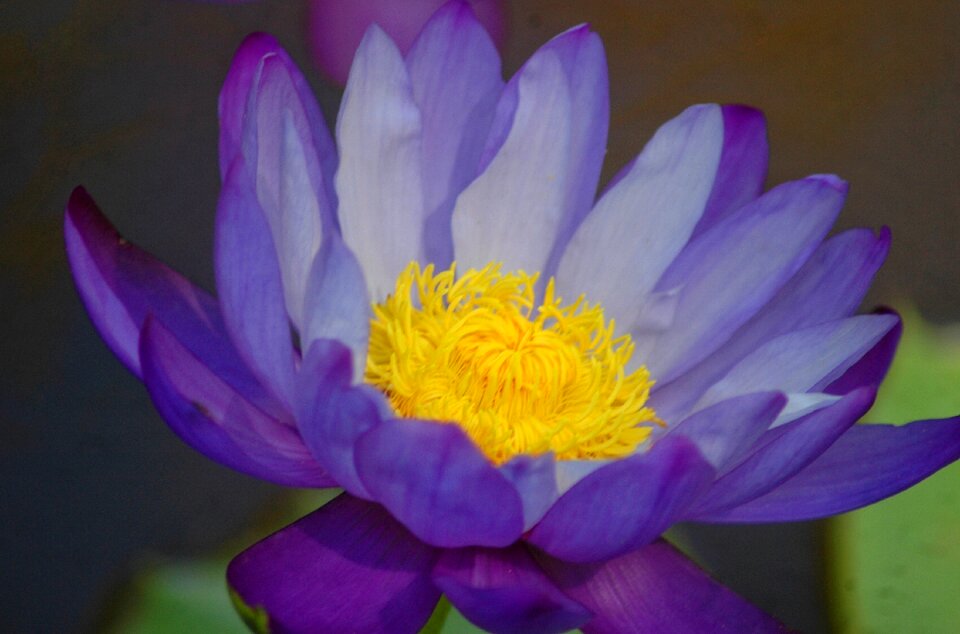 Aquatic waterlily pond