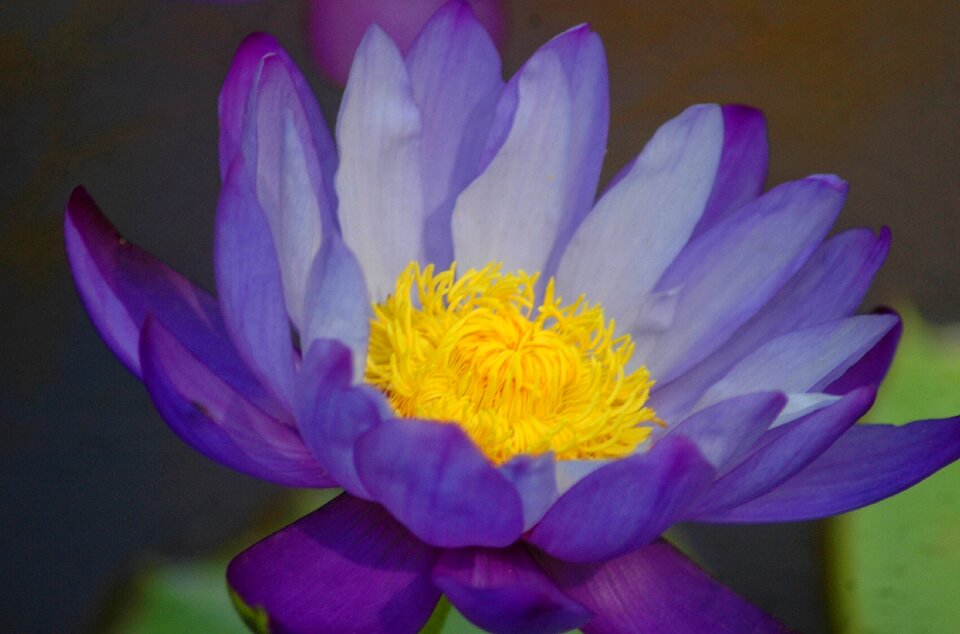 Aquatic waterlily pond photo