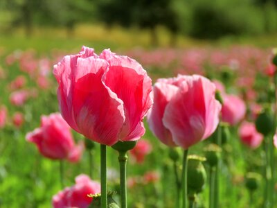 Nature flower plant