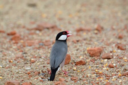 Birds in the sand Free photos