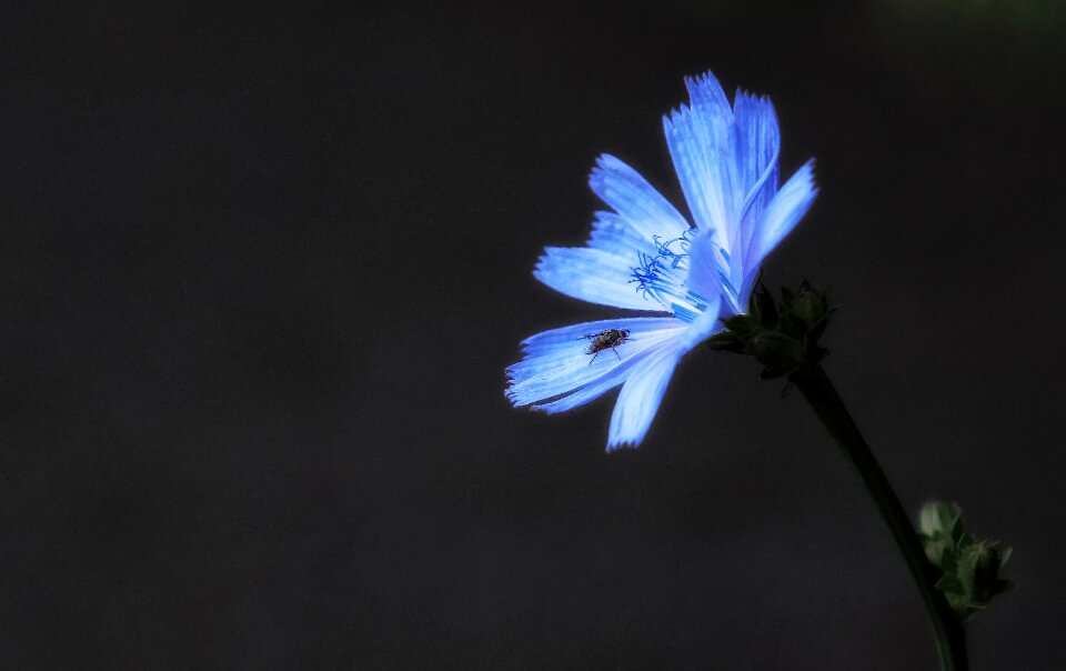 Flower nature plant