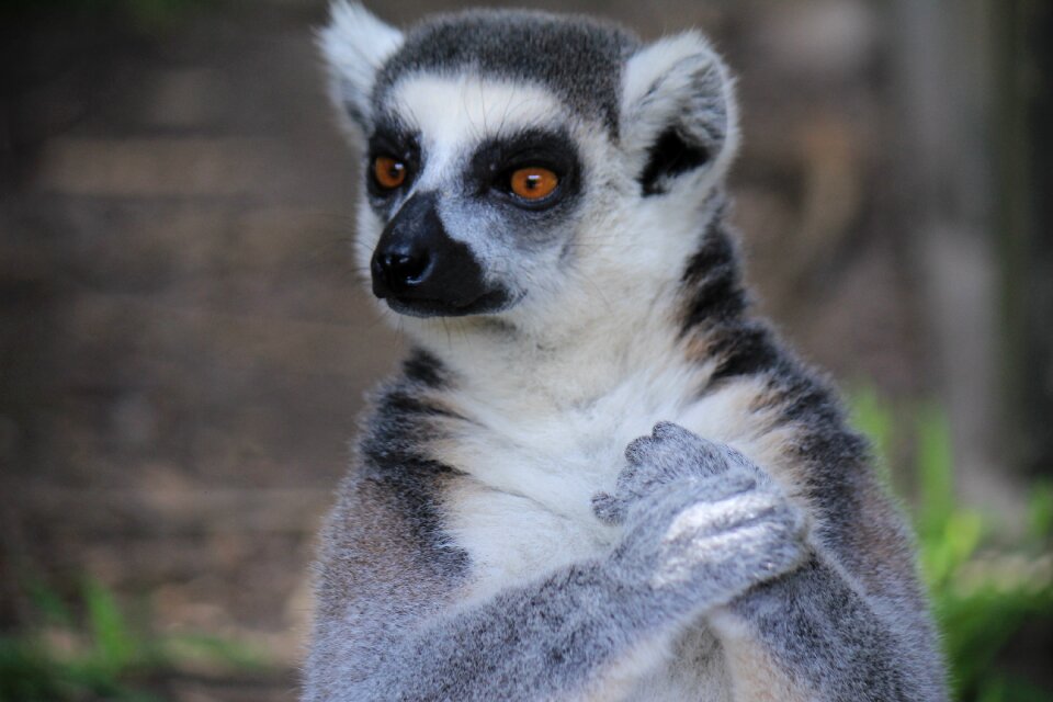 Animal animals exotic animal